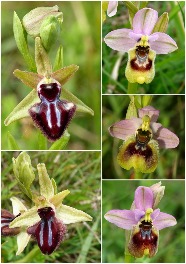 La Valle delle orchidee, Sassano e Monte San Giacomo 9 e 10 maggio 2015